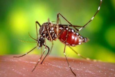 На Кипре запущена пилотная программа по снижению популяции кровососущих комаров - cyprusbutterfly.com.cy - Кипр - Австрия