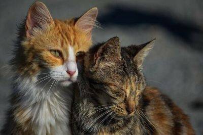 На Кипре варварскими методами стерилизуют кошек - cyprusbutterfly.com.cy - Кипр