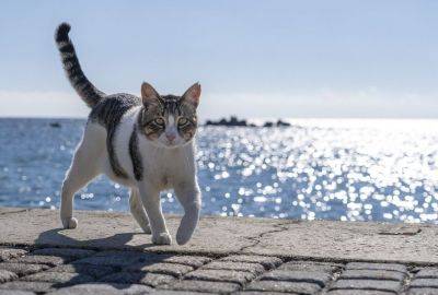 Британская ветеринарная ассоциация не рекомендует гладить кипрских котов - evropakipr.com - Кипр - Англия