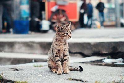 Happy Cats' Island: Мобильное приложение для заботы о бездомных котиках - cyprusbutterfly.com.cy - Кипр