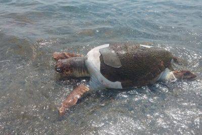 В Лимассоле к берегу прибило труп гигантской морской черепахи - cyprusbutterfly.com.cy - Кипр