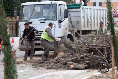 Защита деревьев игнорируется властями Кипра - cyprusbutterfly.com.cy - Кипр