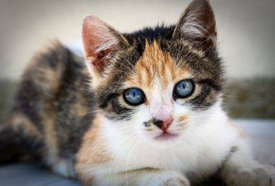Правительство Кипра одобрило лечение кошачьего перитонита ковид-препаратами для людей - evropakipr.com - Кипр