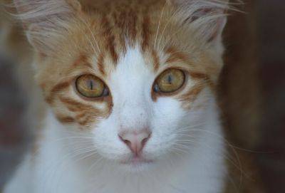 Ковид-препараты для лечения кипрских котов от перитонита будут стоить 100 евро за коробку - evropakipr.com - Кипр