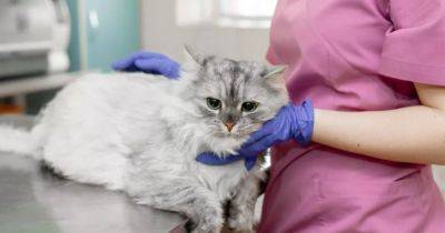 На Кипре спасают кошек от коронавируса: домашним любимцам дают человеческие лекарства - focus.ua - Кипр - Украина - Англия