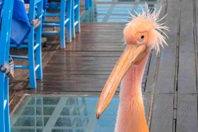 В Пафосе тяжело заболел символ гавани - пеликан Кокос - cyprusbutterfly.com.cy