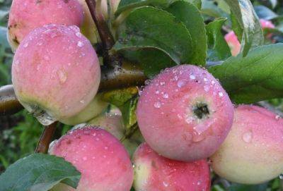 Град уничтожил 30% урожая яблок на Кипре - russiancyprus.news - Кипр - деревня Киперунд