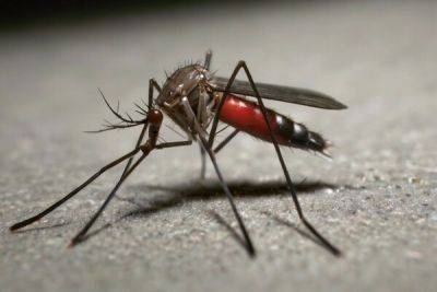 В Ларнаке продолжается борьба с комарами - cyprusbutterfly.com.cy - Кипр