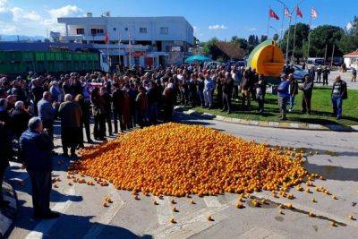 Фермеры, выращивающие апельсины в Морфу устроили акцию протеста - cyprusbutterfly.com.cy - Кипр - Турция