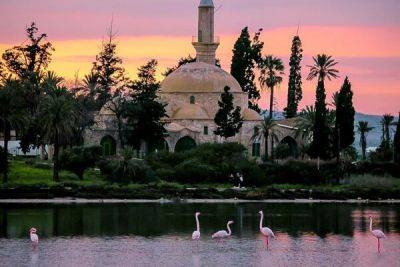 Соляное озеро Ларнаки заполонили фламинго! - cyprusbutterfly.com.cy - Кипр