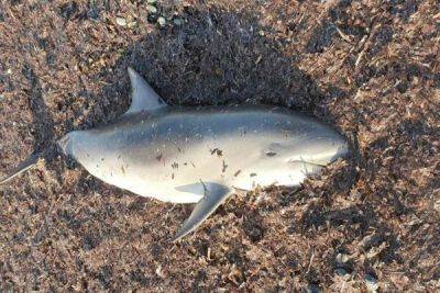На пляже Ледис Майл в Лимассоле обнаружен мертвый дельфин - cyprusbutterfly.com.cy