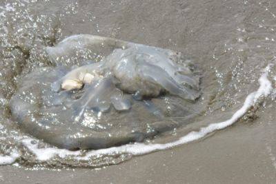 В Ларнаке из моря выбросило мёртвую медузу - cyprusbutterfly.com.cy - Кипр