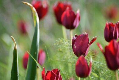 Департамент защиты окружающей среды Кипра призвал общественности беречь Tulipa cypria - cyprusbutterfly.com.cy - Кипр