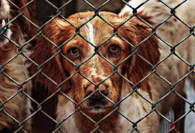 Партия защиты животных Кипра: не покупайте собак, а берите их в семьи из приютов - evropakipr.com - Кипр