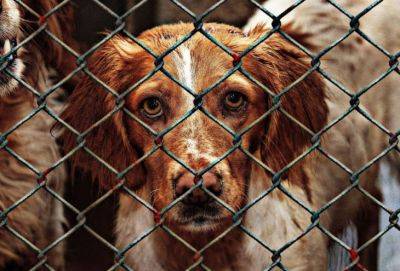 Партия защиты животных Кипра: не покупайте собак, а берите их в семьи из приютов - russiancyprus.news - Кипр