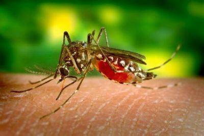 Ларнака продолжает борьбу с комарами - cyprusbutterfly.com.cy