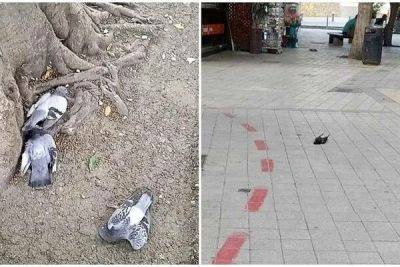 В Никосии обнаружены десятки мертвых голубей, отравленных ядовитыми семенами - cyprusbutterfly.com.cy - Никосия