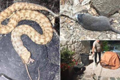 По интернету распространились фотографии, на которых змея ест крысу на Кипре - cyprusbutterfly.com.cy - Кипр