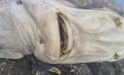 На берегу Акротири в Лимассоле была обнаружена ﻿акула - cyprusbutterfly.com.cy - Кипр
