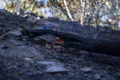 Андреас Кеттис - Участившиеся лесные пожары на Кипре вызывают сильную тревогу - cyprusbutterfly.com.cy - Кипр