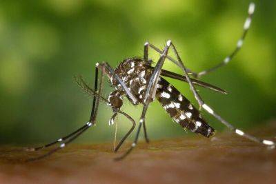 На Кипре растет угроза распространения заболеваний, передающихся комарами - cyprusbutterfly.com.cy - Кипр
