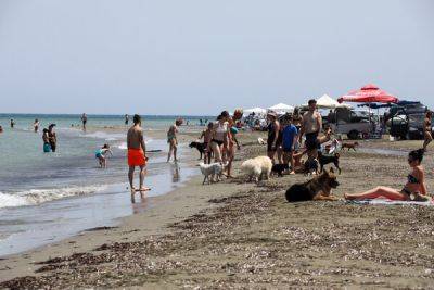 7 пляжей на Кипре, куда пускают с собаками - cyprusbutterfly.com.cy - Кипр