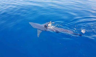 Агрессивную акулу заметили у Ларнаки - rumedia24.com - Кипр