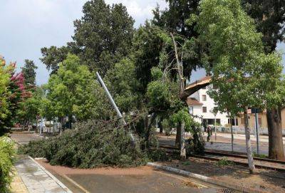 Торнадо вырвал с корнями девять деревьев в столице Кипра - evropakipr.com - Кипр - Никосия