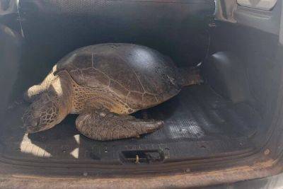 На северном Кипре волонтеры спасли 90-килограммовую черепаху - cyprusbutterfly.com.cy - Кипр