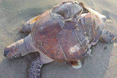 Terra Cypria - В Лимассоле на берег выбросило двух мертвых черепах - cyprusbutterfly.com.cy - Кипр - Евросоюз