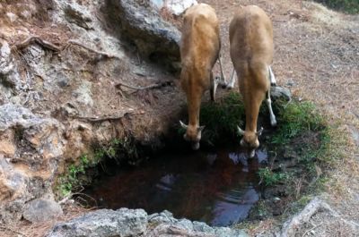 Лесное хозяйство Кипра предупредило о дефиците воды для дикой природы - kiprinform.com - Кипр - Никосия