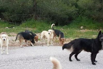 Стая бездомных собак на Кипре нападает на домашних животных - cyprusbutterfly.com.cy - Кипр
