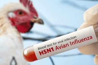 Христодулос Пипис - Кипр усилил меры биобезопасности из-за вспышки птичьего гриппа в Европе - cyprusbutterfly.com.cy - Кипр - Голландия - Португалия - Словакия - Германия - Болгария - Франция - Испания - Бельгия