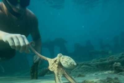 Турист из Великобритании подружился с осьминогом на Кипре - cyprusbutterfly.com.cy - Кипр - Англия