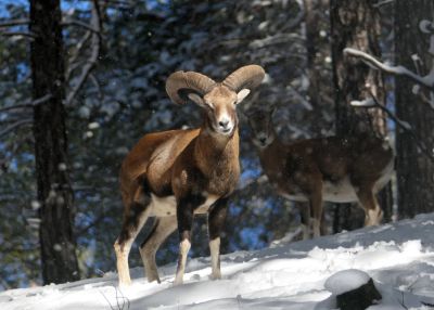 В ходе обысков на Кипре изъяты туши диких животных и голова муфлона - kiprinform.com - Кипр - Никосия