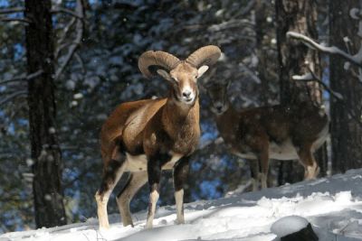 Полиция Кипра изъяла убитых браконьерами редких животных - cyprusbutterfly.com.cy - Кипр