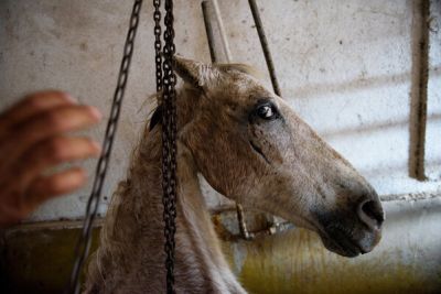 На Кипре из водостока вытащили застрявшую лошадь - cyprusbutterfly.com.cy - Кипр