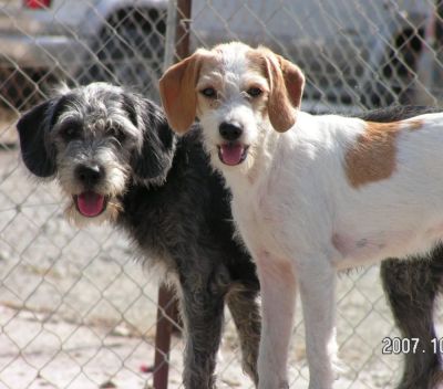 Приют для 2000 животных в Пафосе оказался под угрозой закрытия из-за требований землевладельцев - kiprinform.com - Кипр - Пафос