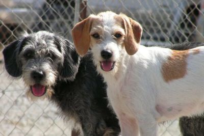 Около 2000 животных находятся под угрозой выселения из приюта в Пафосе - cyprusbutterfly.com.cy - Кипр - Пафос