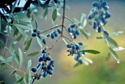 На Кипре объявлен «желтый уровень» погодной опасности. Из-за гроз и града в горах и внутренних районах острова - evropakipr.com - Кипр - Никосия