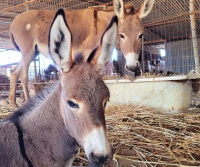 Антония Теодосиу - В Пафосе под угрозой закрытия оказался крупнейший приют: почти 2000 животных могут остаться без крова - kiprinform.com - Кипр - Пафос