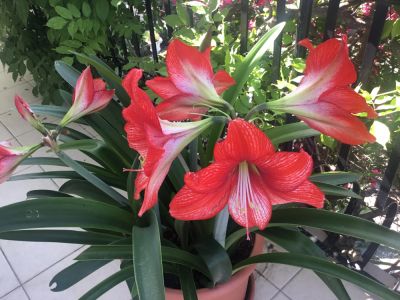 Ноябрь в кипрском саду: советы по посадкам, уходу за растениями и безопасности работ - kiprinform.com - Кипр - Никосия - Сша - Англия - Юар