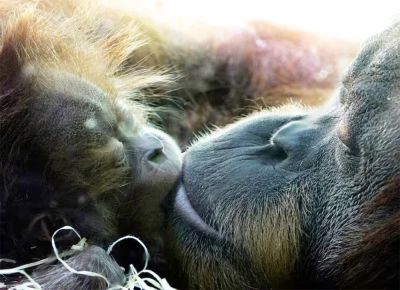 Исследование: первые поцелуи появились у предков человекообразных обезьян 20 млн лет назад - kiprinform.com - Англия