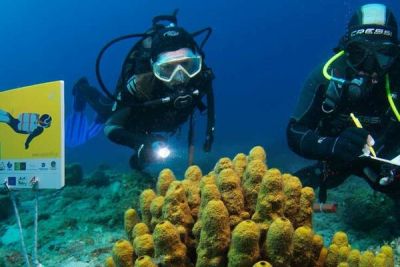 Костас Кумис - Кипр вводит новые правила для дайвинг-туризма - cyprusbutterfly.com.cy - Кипр