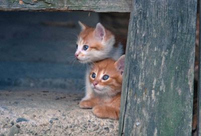 Партия защиты животных Кипра: кто-то ловит уличных котят и съедает их - evropakipr.com - Кипр - Евросоюз