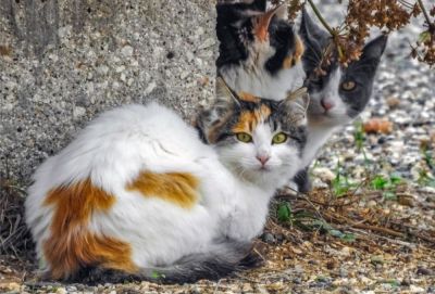 Муниципалитет Лимассола выделил 40 000 евро на стерилизацию 690 уличных котов и кошек - evropakipr.com - Кипр - Лимассол