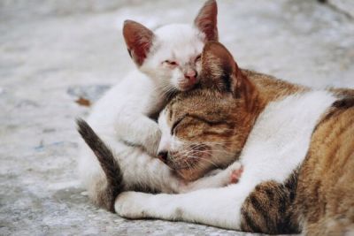 Лимасол запускает масштабную программу стерилизации бездомных кошек - cyprusbutterfly.com.cy