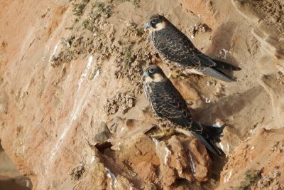 Побережье Кипра остаётся домом для редких птиц - cyprusbutterfly.com.cy - Кипр