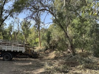Вырубка десятков деревьев в парке Академиас вызвала возмущение жителей и экологов - kiprinform.com - Кипр