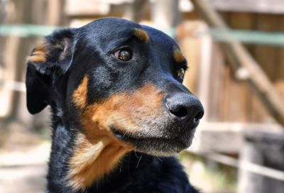 Хараламбос Теопемпту - Парламент Кипра намерен одобрить закон о защите прав собак до Рождества 2025 года - evropakipr.com - Кипр
